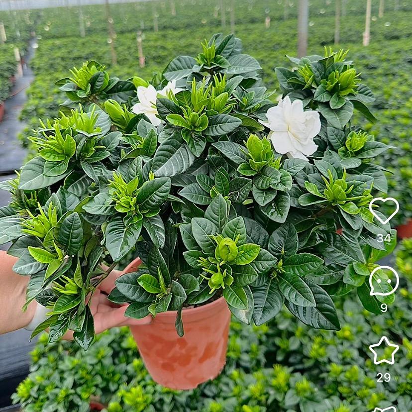 彩云花卉基地