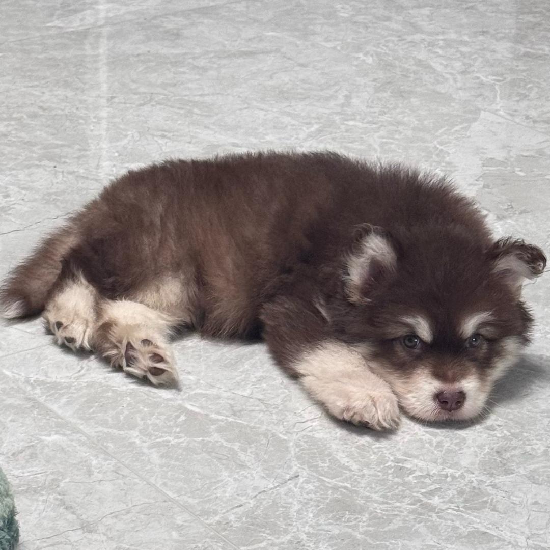 大闹天宫🍪曲奇（6.29）