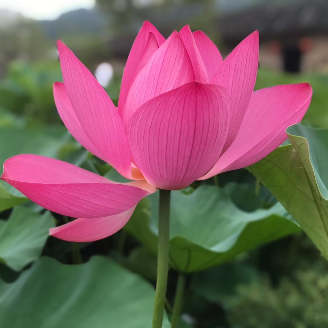 雷盛松