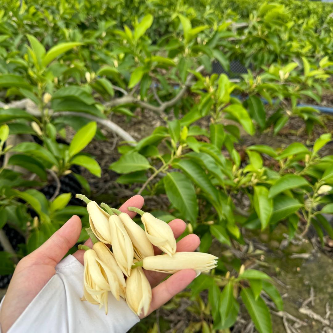 拾朝花