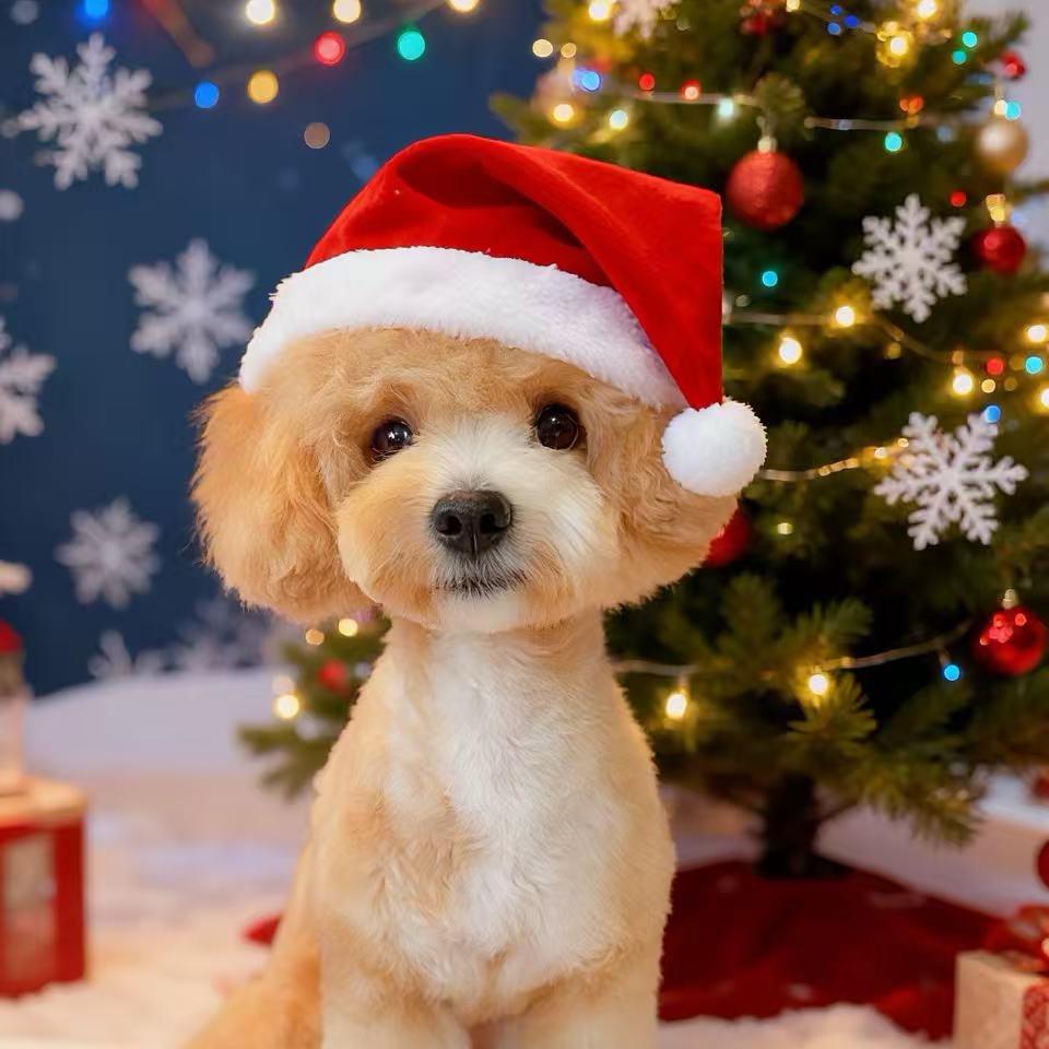 米卡🐶