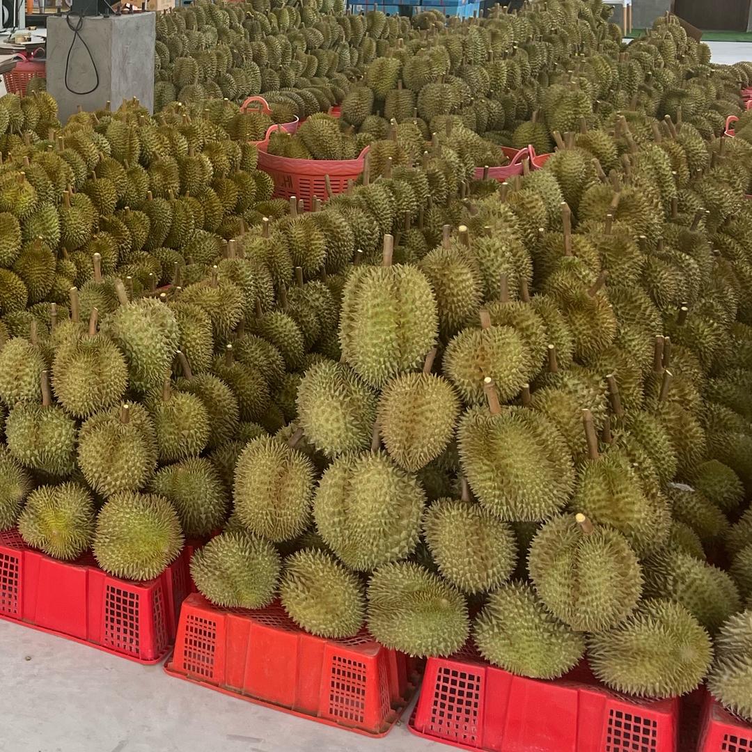 泰美晨