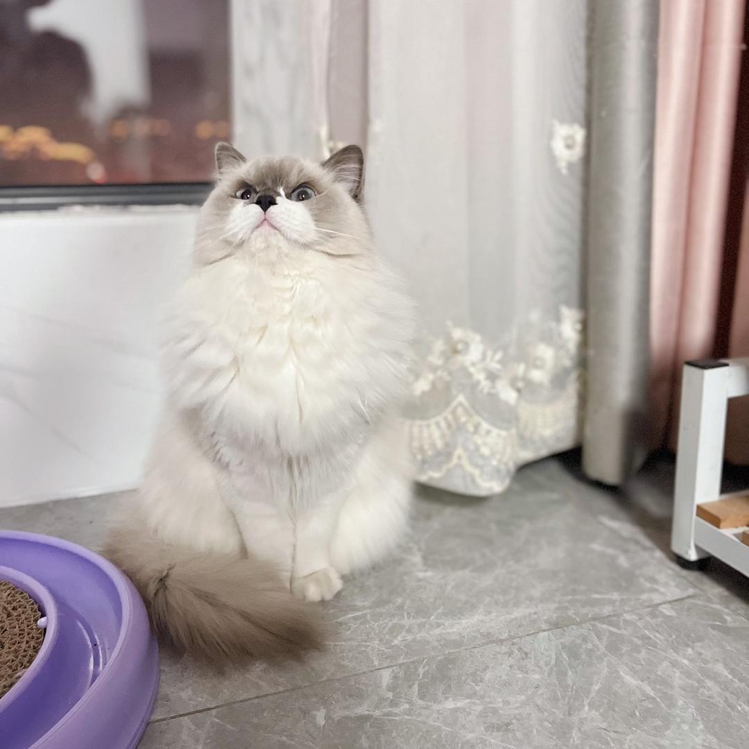 孙Kiki是只布偶猫