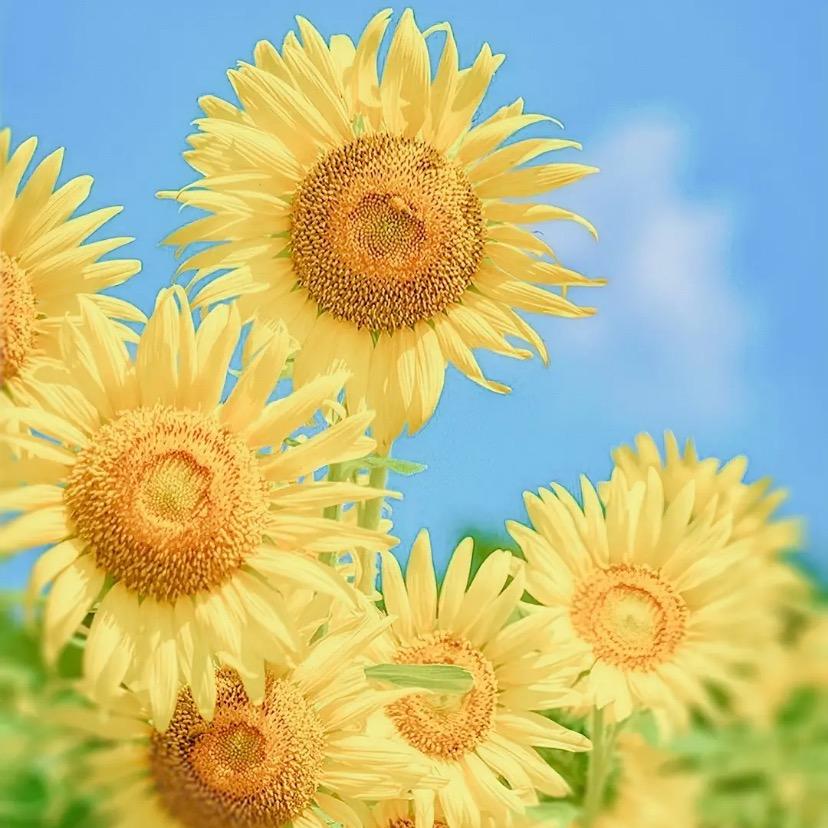 🌻秋天的收获头像
