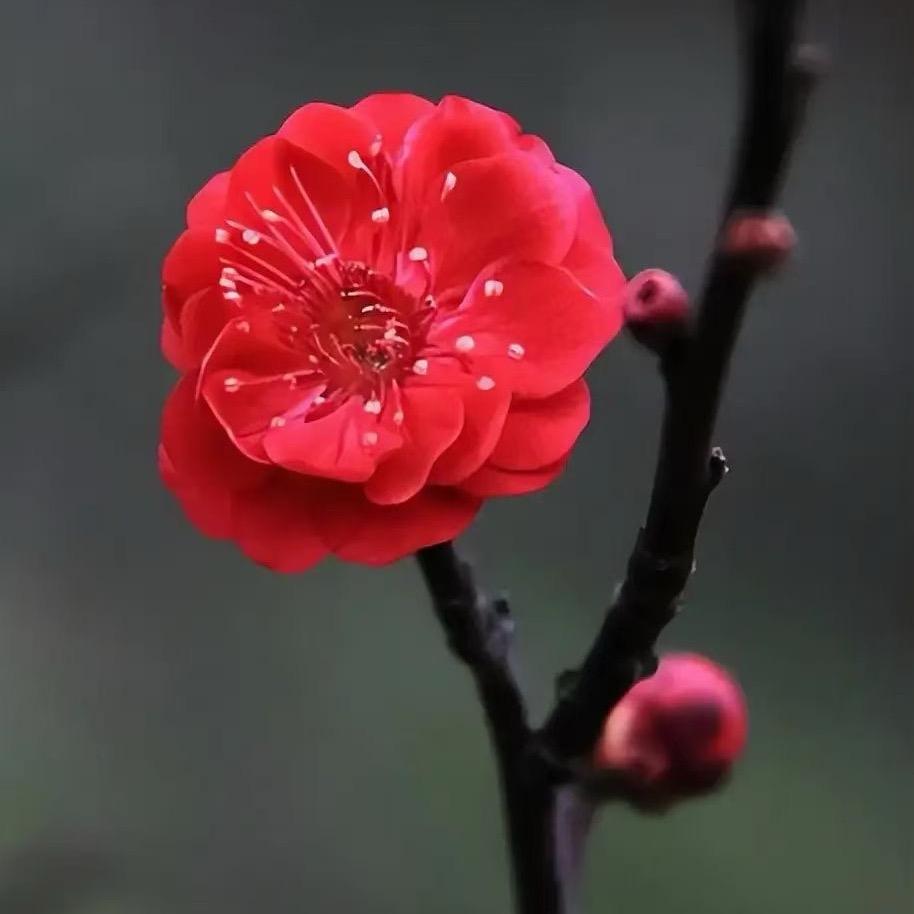 薄荷糖huihui