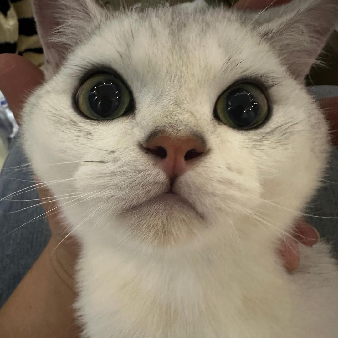 也许