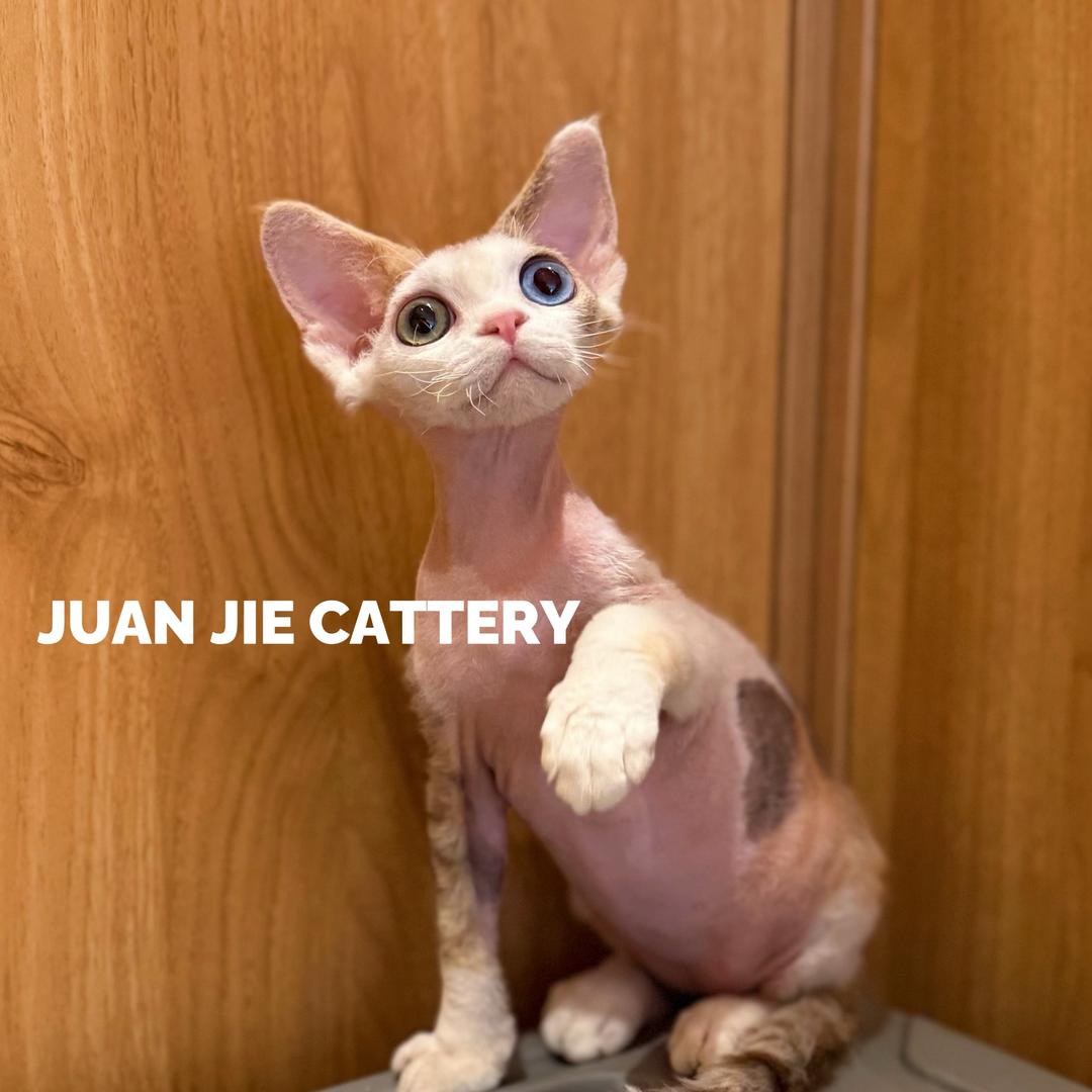 郑州卷妹儿德文卷毛猫