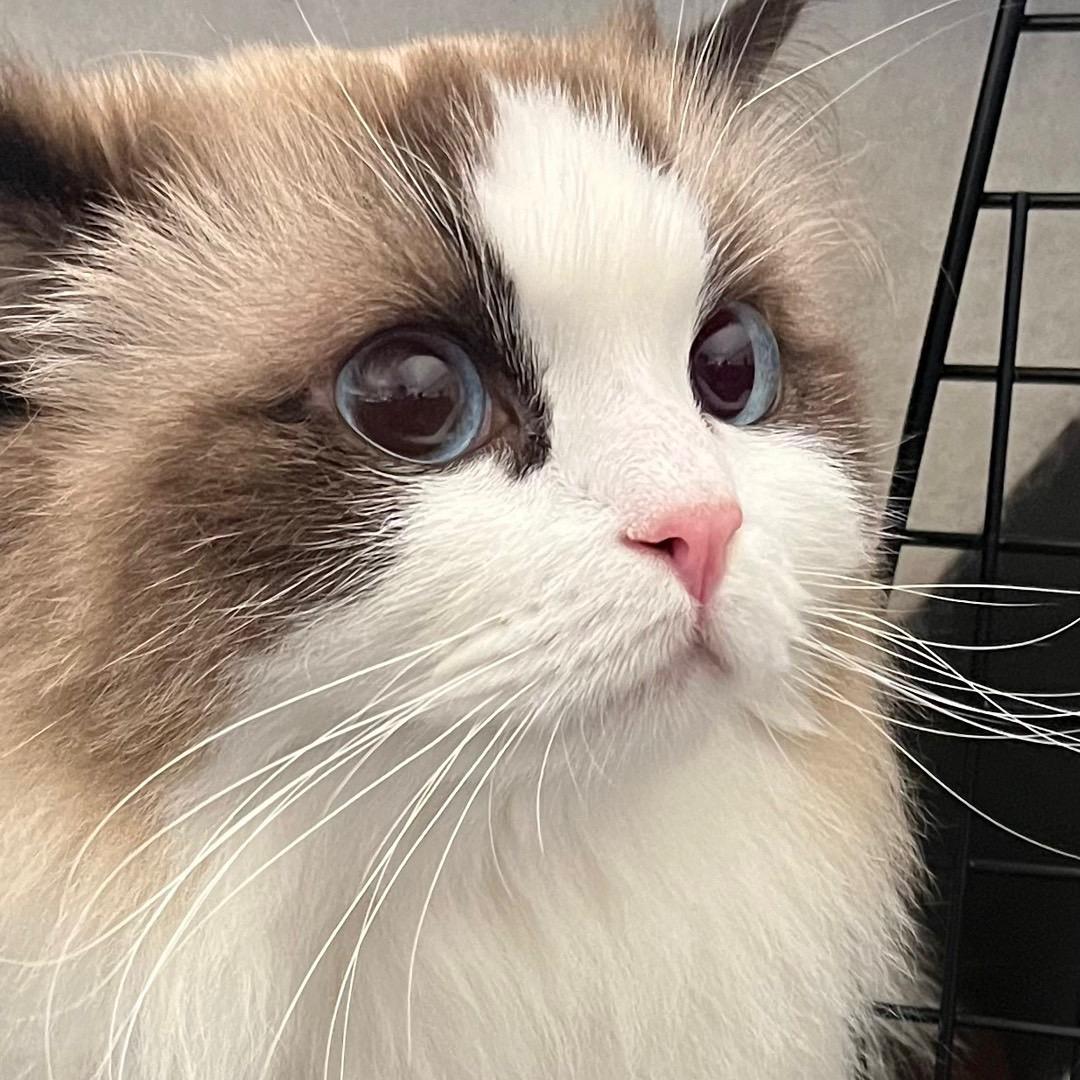 @茉莉