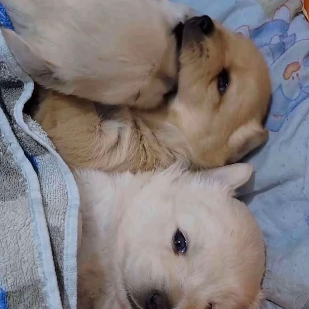 无能的丈夫