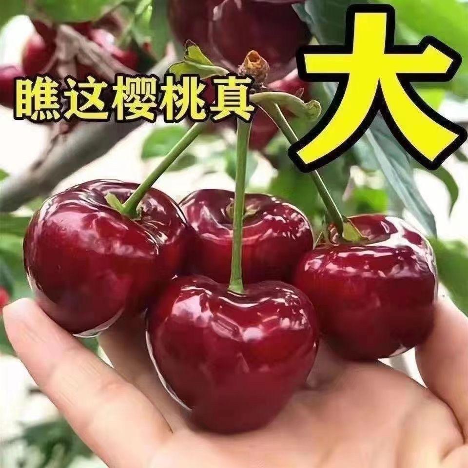 兴花苗圃