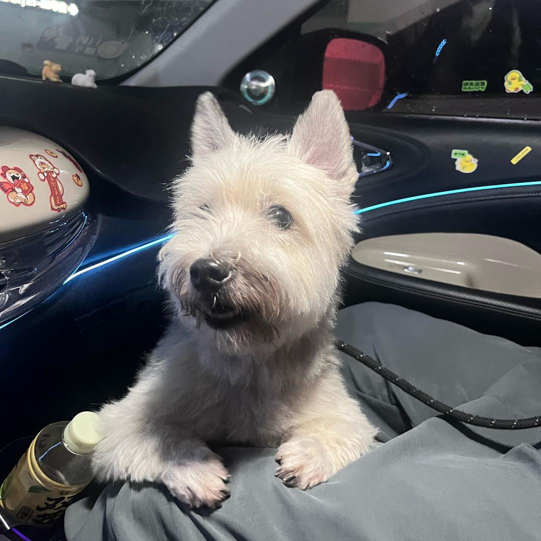 邦尼是只狗啊🌧️