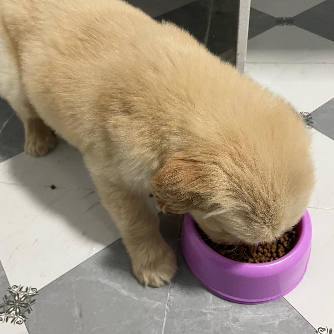 Yami是只小金毛🦮