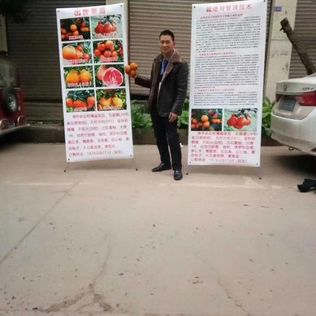 彬斌柑橘苗木种植技术免费咨询