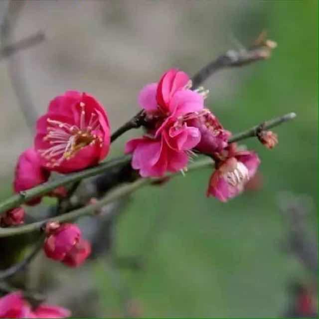 艳芬