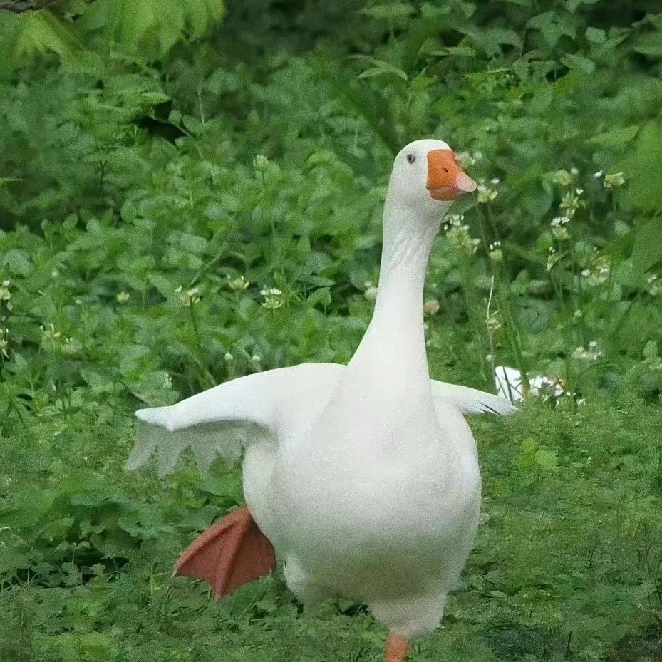 快乐大鹅