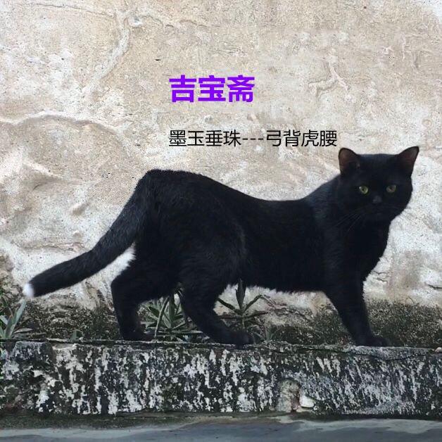 吉宝斋~极品成格猫~森宝斋
