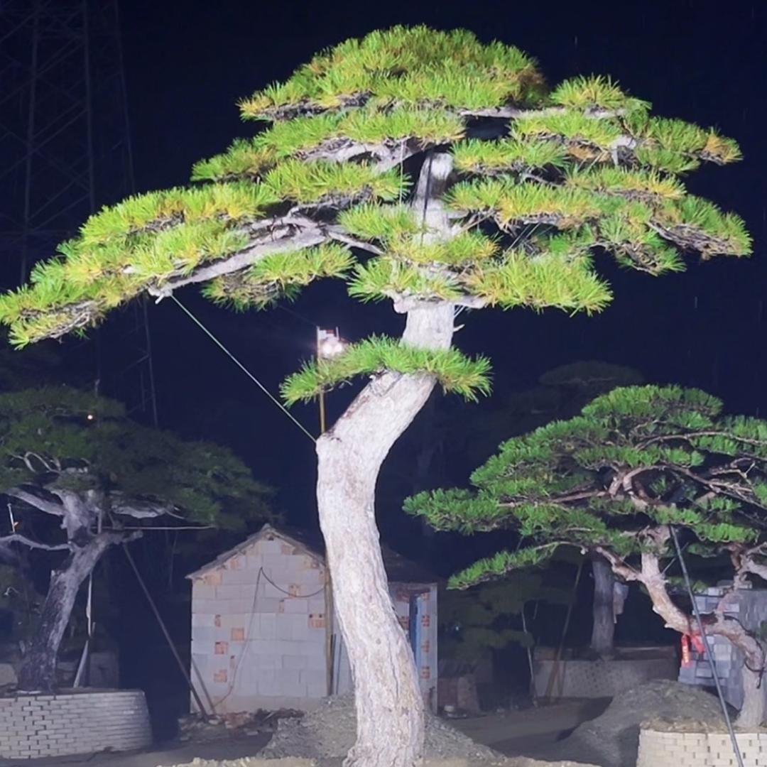 泰安三万造型松基地