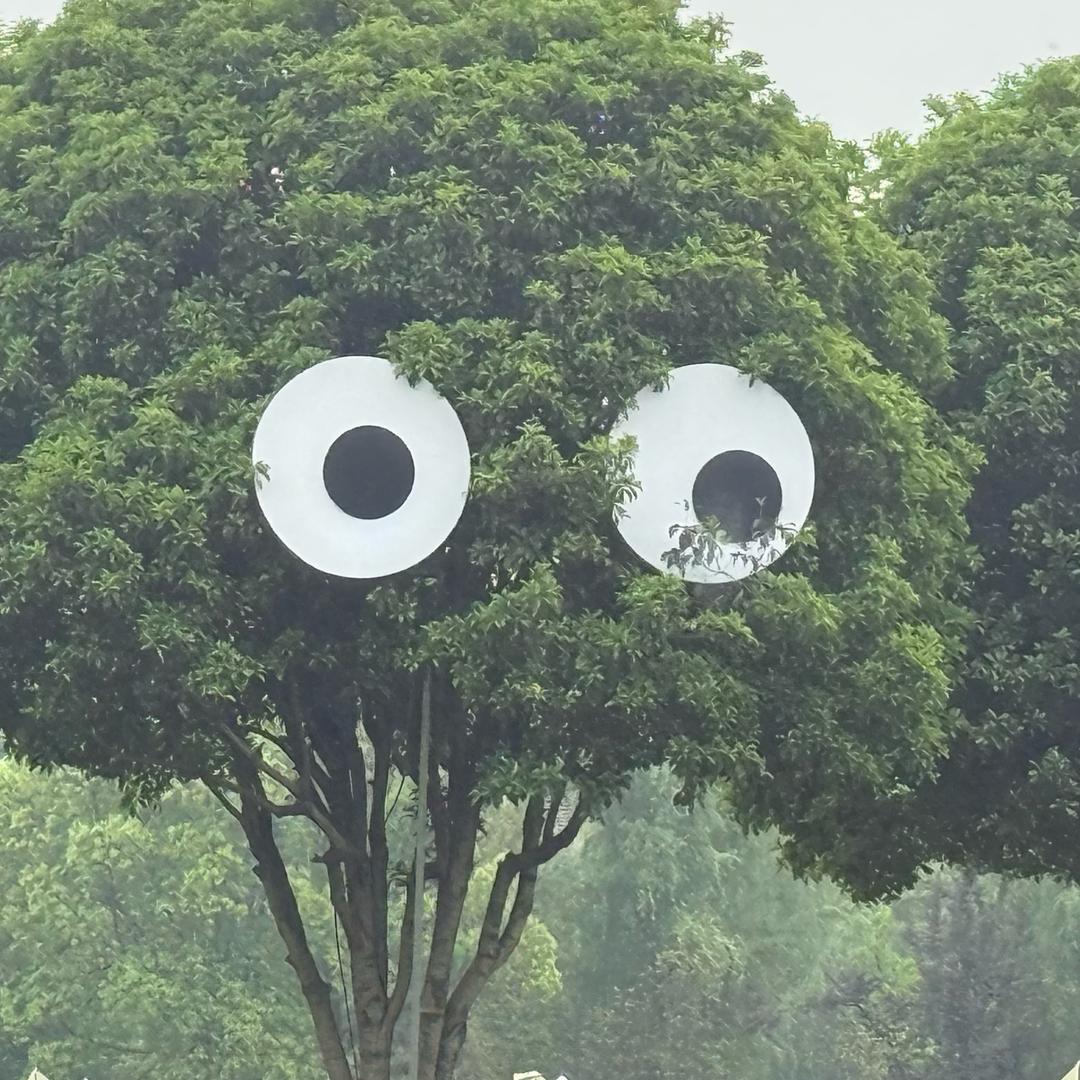 折耳根～
