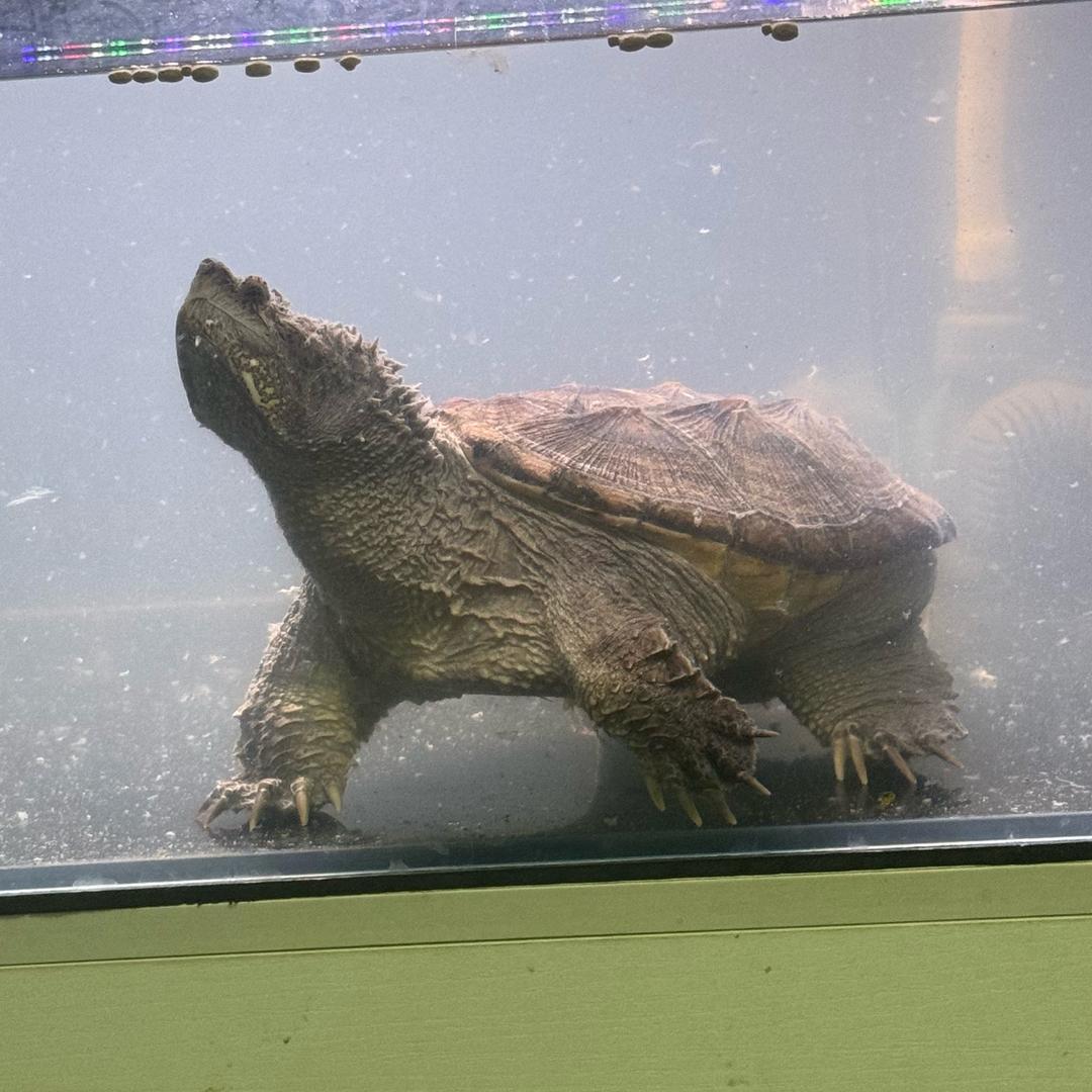 A爽歪歪°F鳄，接批发，零售……