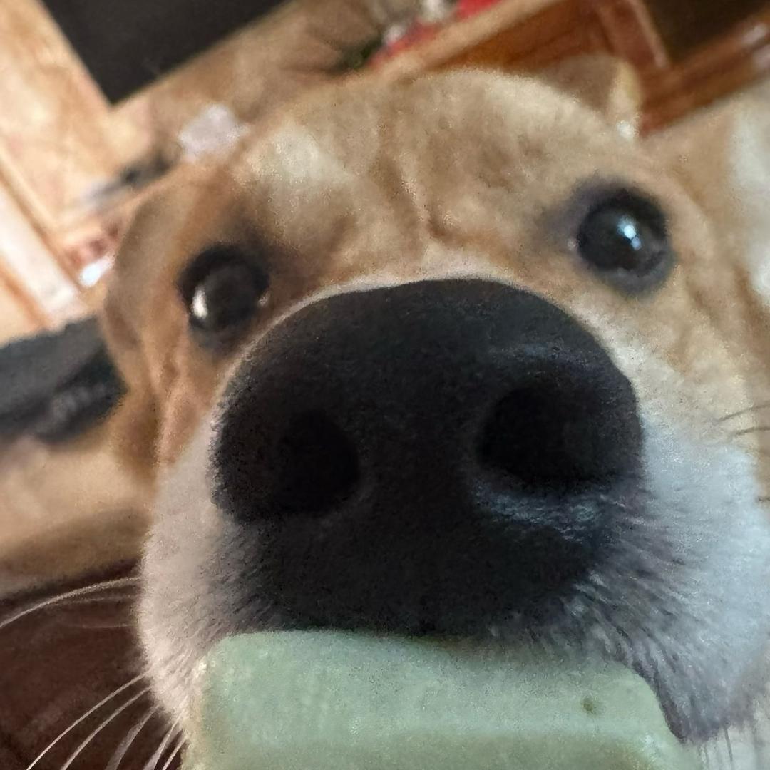 没泡泡