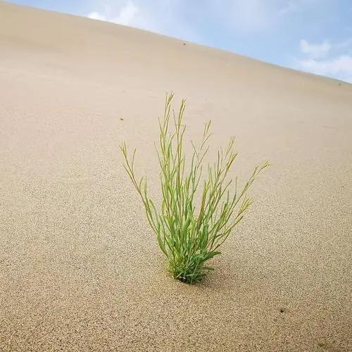 沙漠｜小草