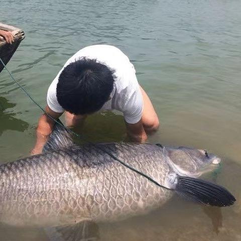 鑫强🐬（爱钓鱼）