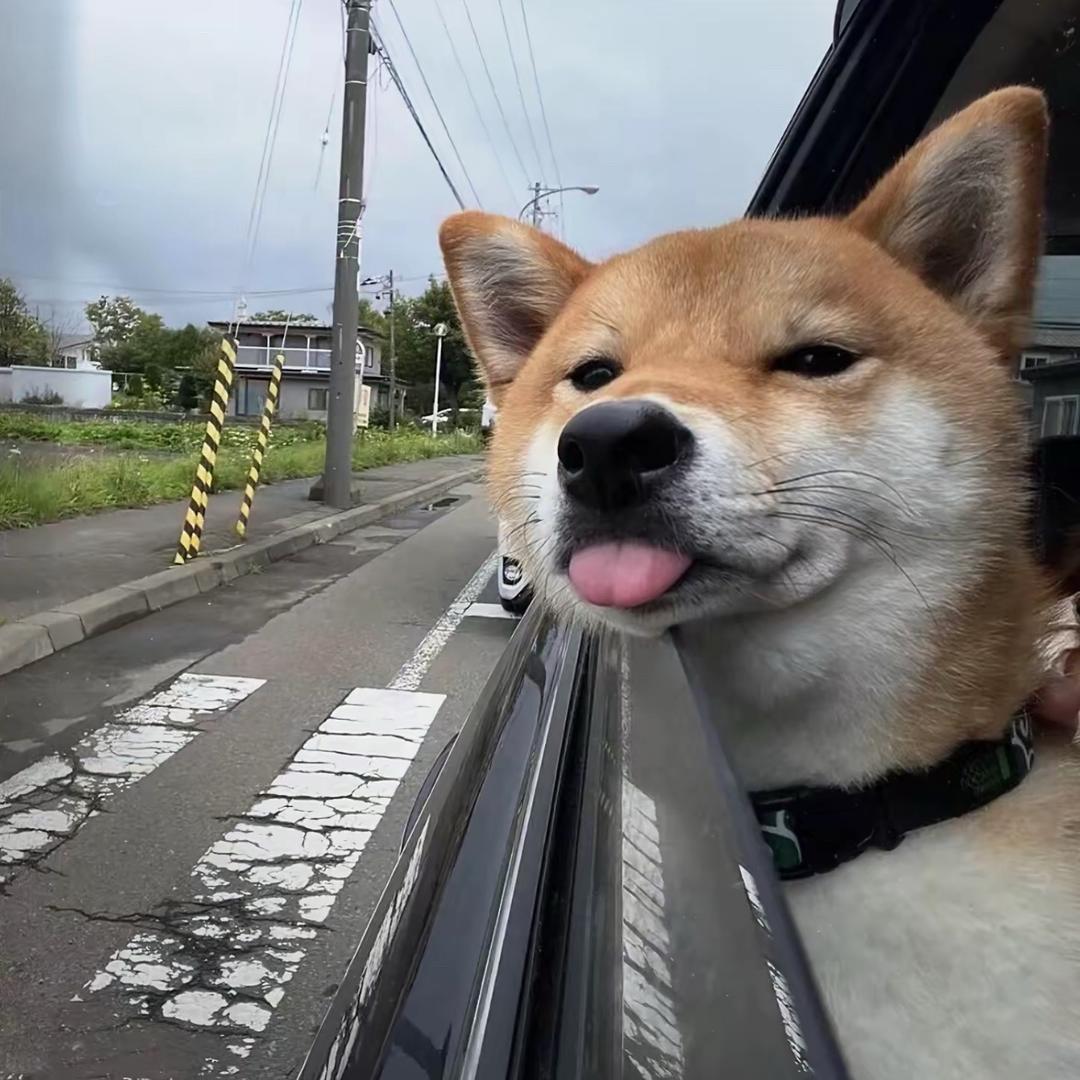 梅川库子的小🐻