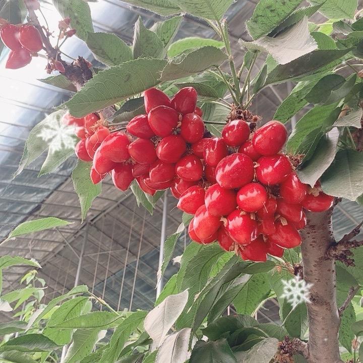 新郑市辛店镇果之恋食品厂隔壁樱桃园