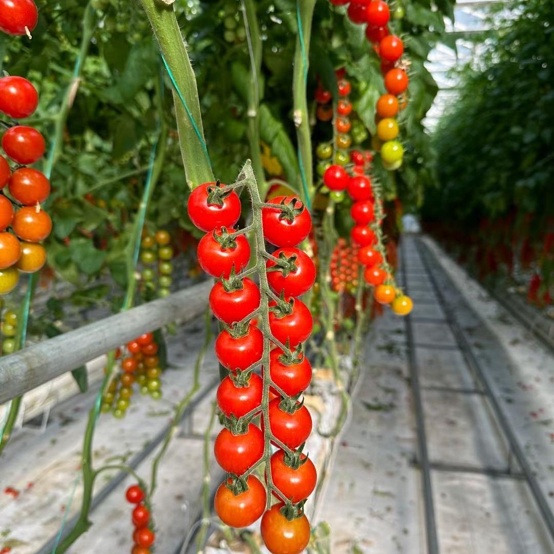 甘肃恒辰源生物科技有限公司