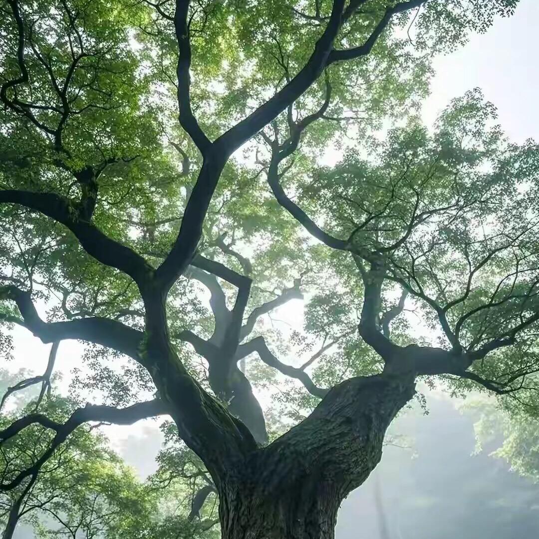 鲁H