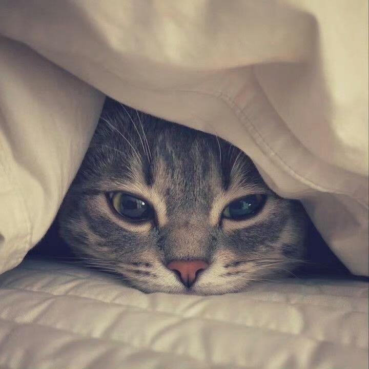 Jeunowl.