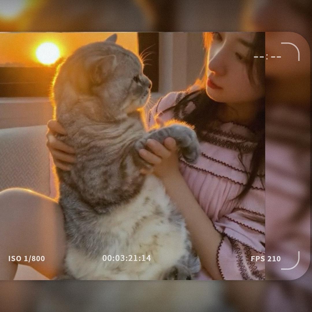 大头是只猫