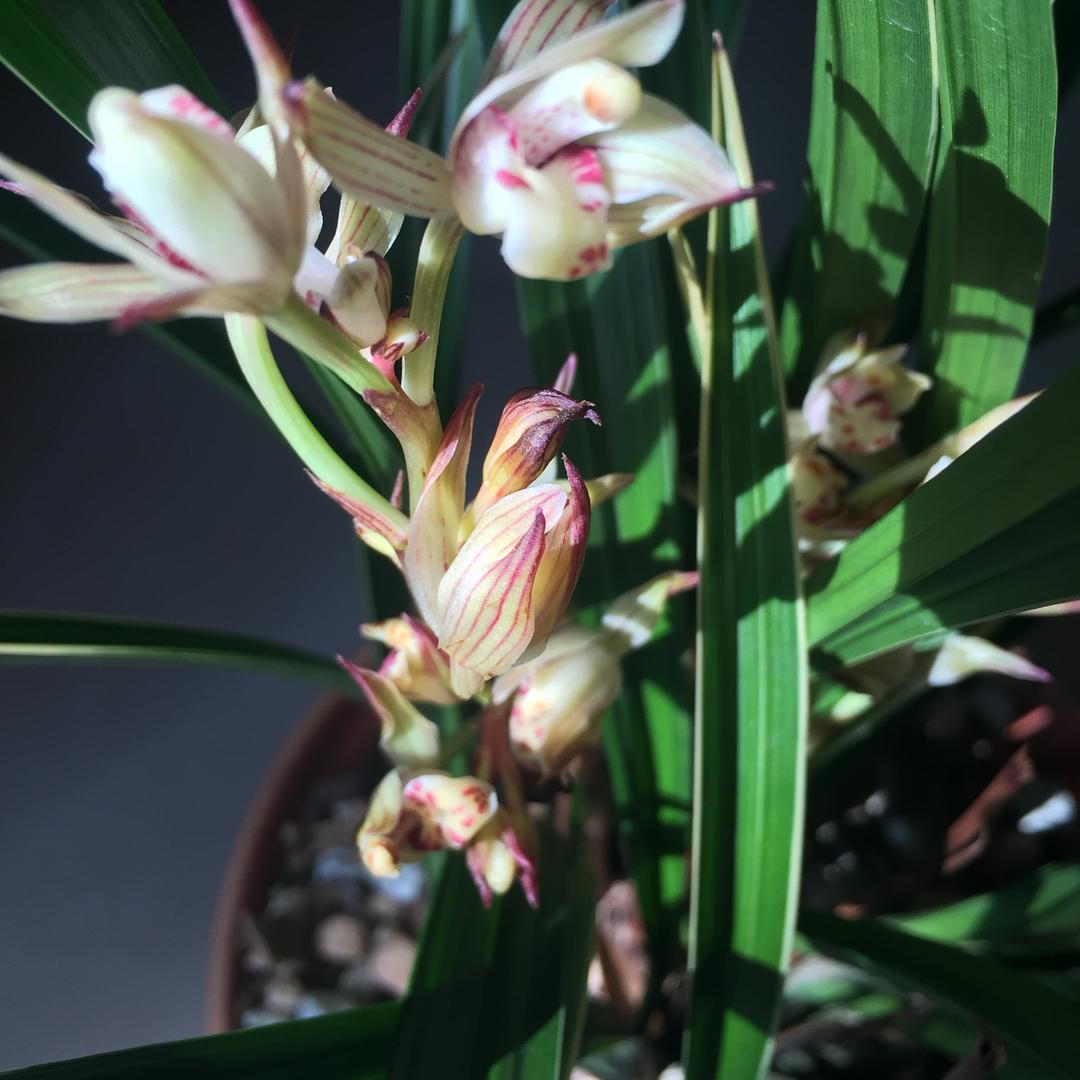 梦ᕙ(•̤᷆ ॒ ູ॒•̤᷇)ᕘ