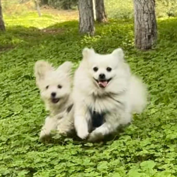 姐姐茶米🐶