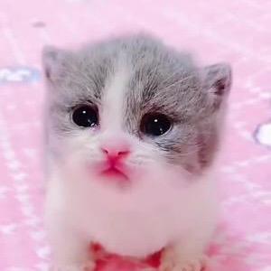 萌宠小慧