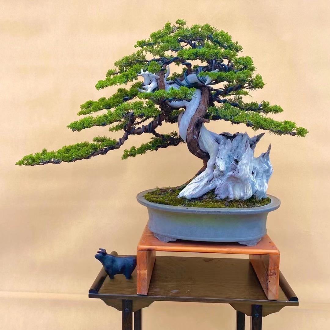 朵萃园林（苗木基地）