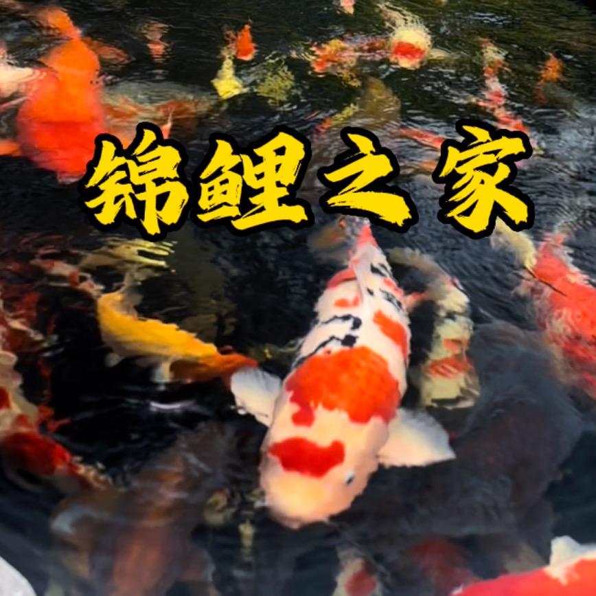 淮安锦鲤之家（新号）