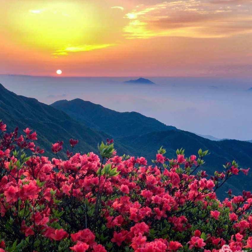 户外挖桩