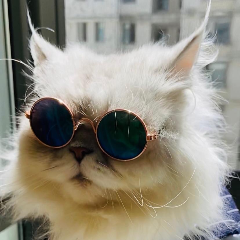 范范的十只猫