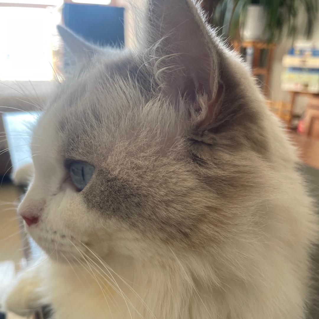 多余是只猫🐱