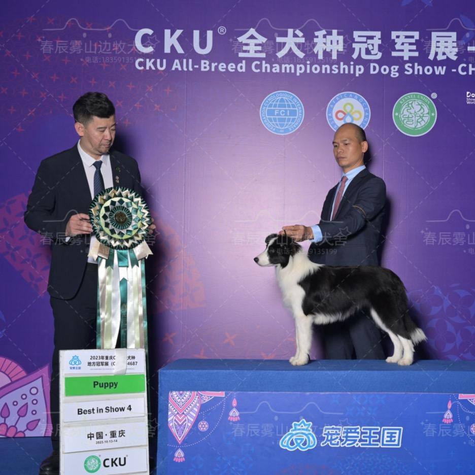 福建春辰雾山边牧犬舍