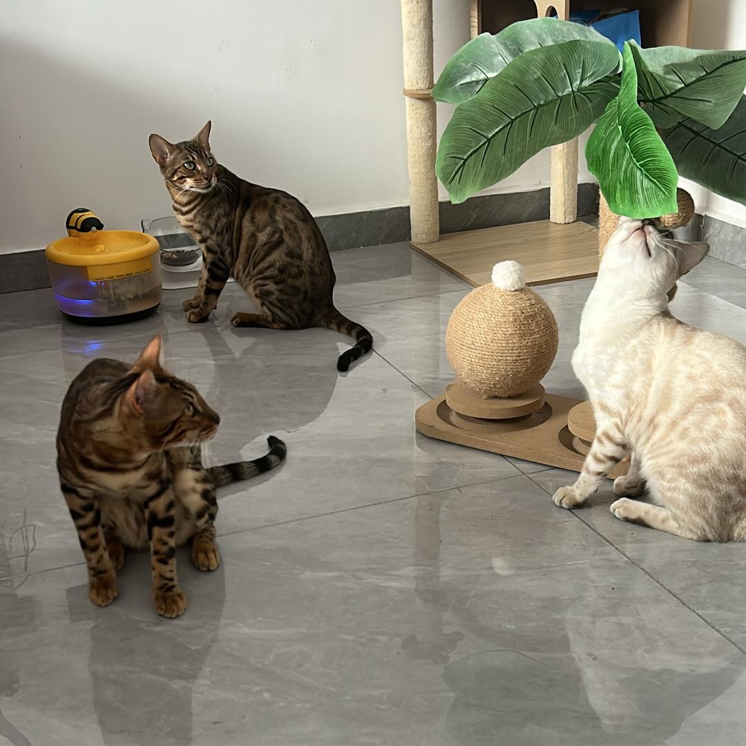 豹猫仔仔