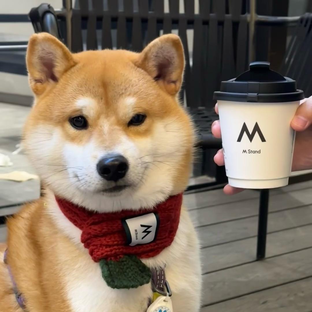 🐶狗狗岁岁🐶