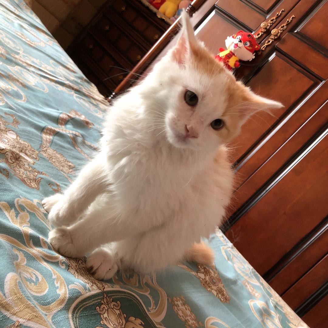 萌小呆吖