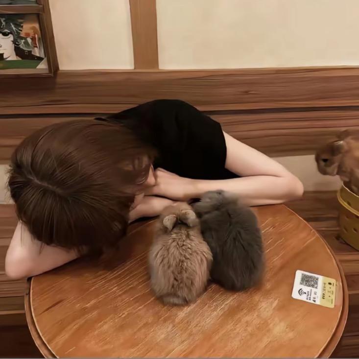 叙呆猫.ᴿᴮ