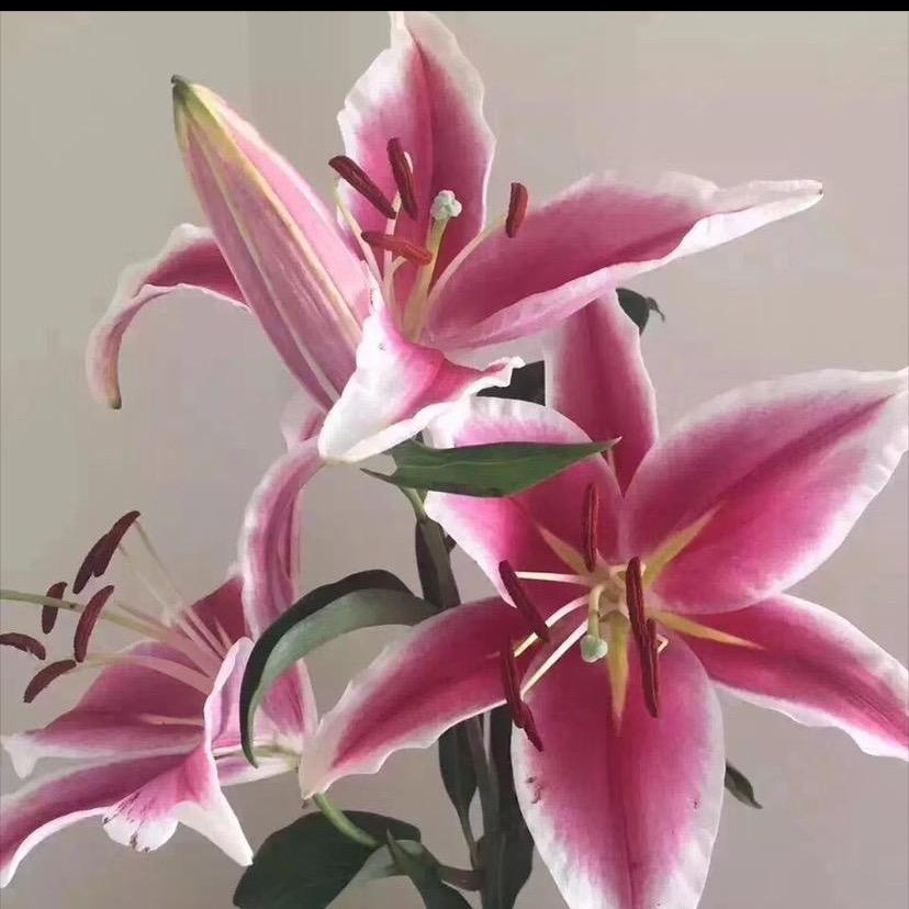 霞🧚‍♀️