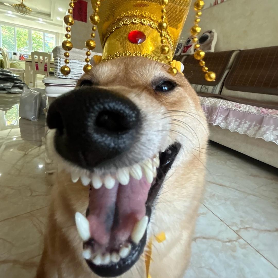 薛定谔的柠檬精