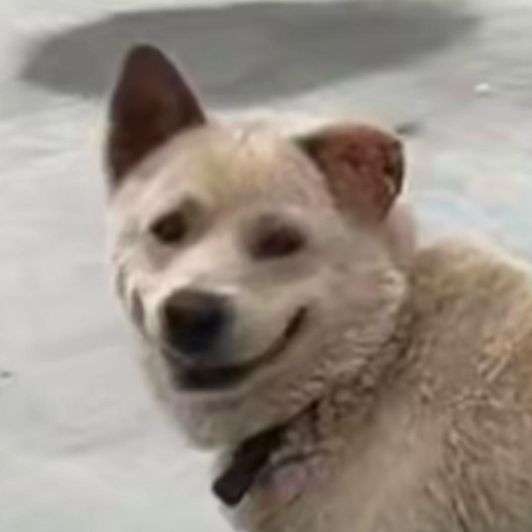 滚滚是只小刺猬