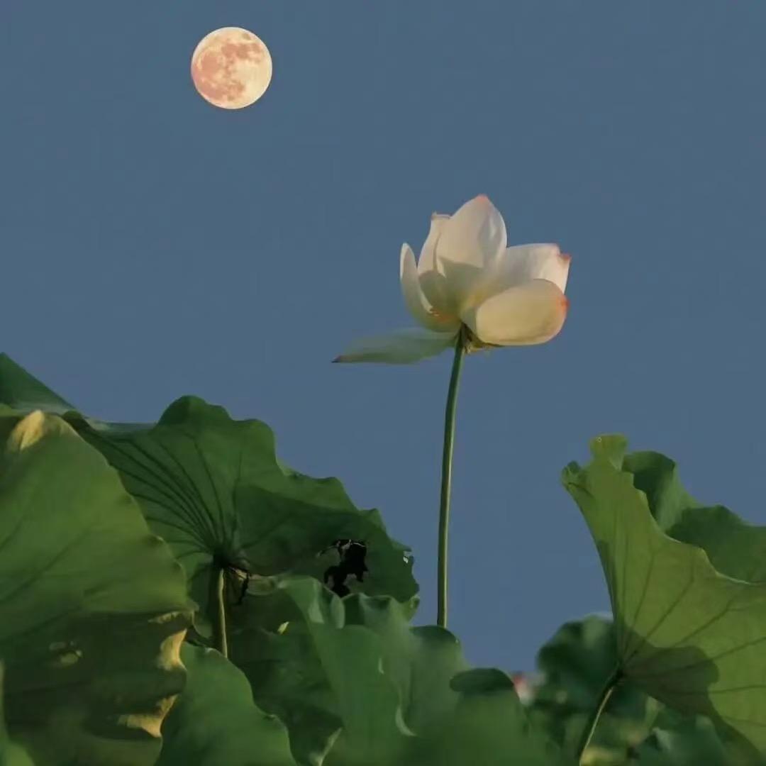 魔术宁师傅