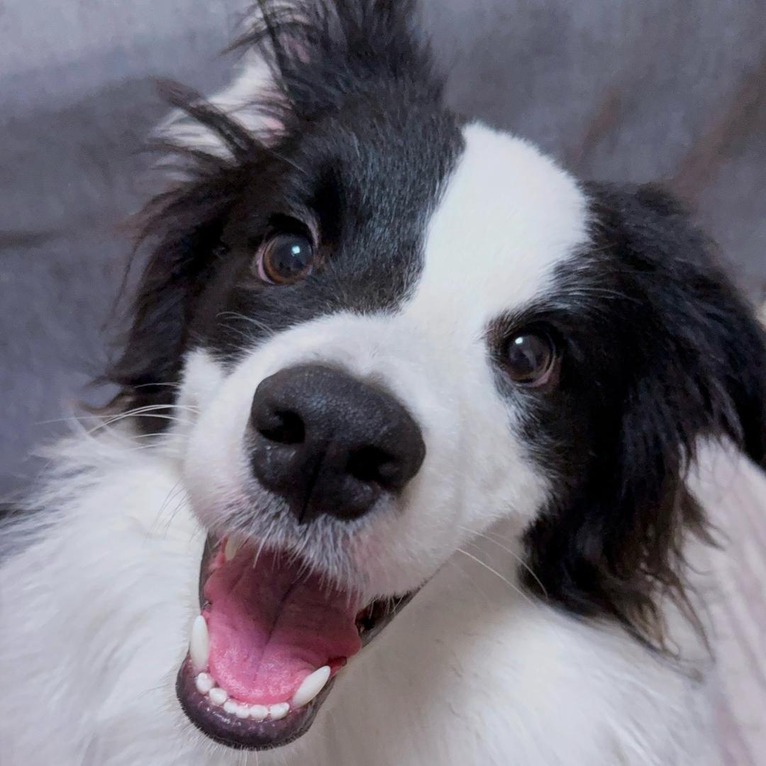 掉怪物肉的健健